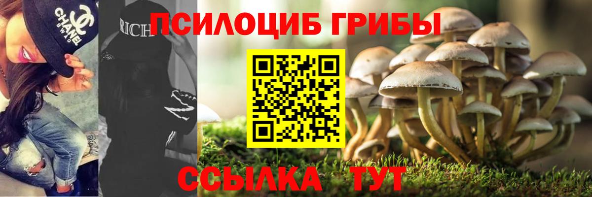 Галлюциногенные грибы Psilocybe Чайковский